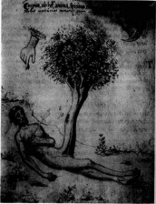 Фаллос в виде философского дерева алхимии (XIV век, Библиотека Медичи-Лаурензана Флоренция)